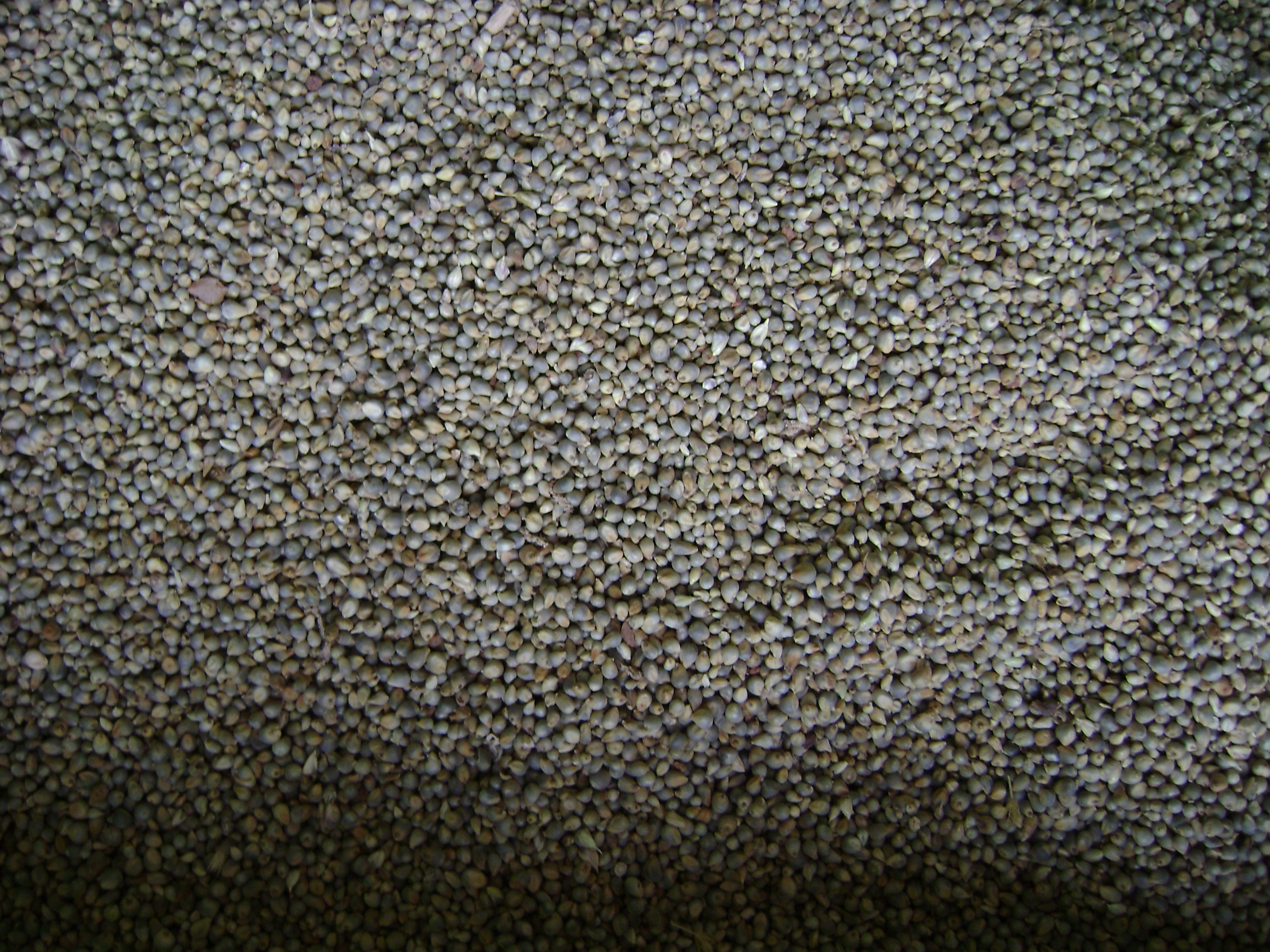 Grains Betta Grains